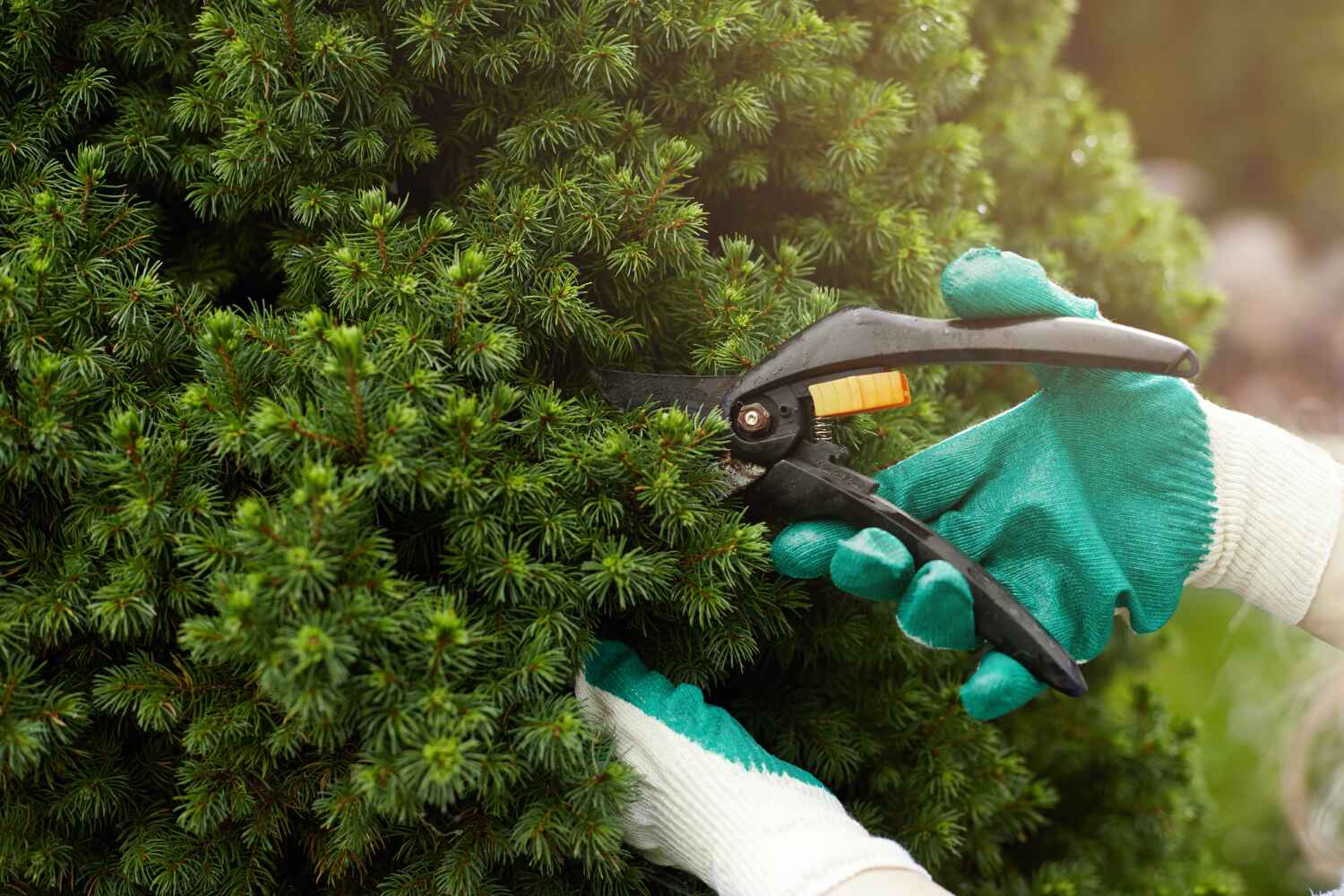 The Steps Involved in Our Tree Care Process in Hawthorne, FL